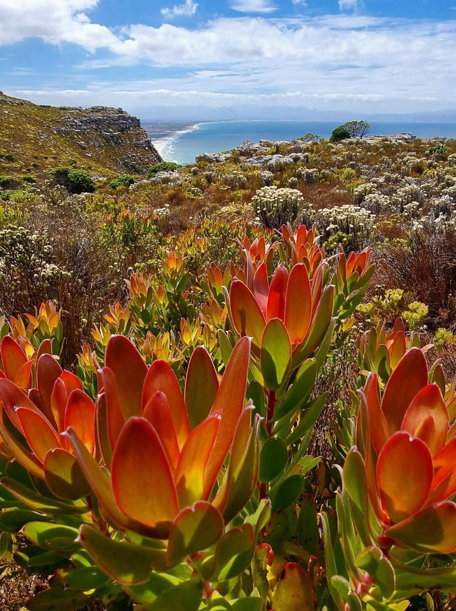 Mettahouse Cape Town
